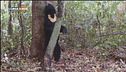 Un orso da salvare