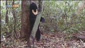 Un orso da salvare
