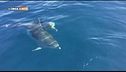 Il delfino di Golfo Aranci