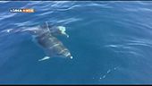Il delfino di Golfo Aranci