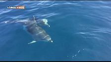 Il delfino di Golfo Aranci