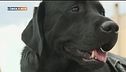 Fiuto canino