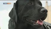 Fiuto canino