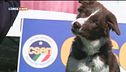 L'educa-cani