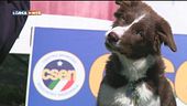 L'educa-cani