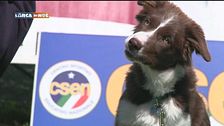 L'educa-cani