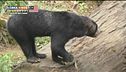 Il Borneo uno scrigno di biodiversità