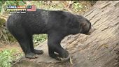Il Borneo uno scrigno di biodiversità