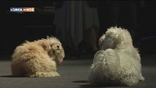 Pet carpet