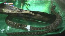 L'Anaconda gialla