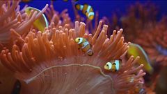 Acquario, emozioni a Genova