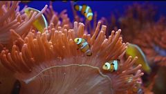 Acquario, emozioni a Genova