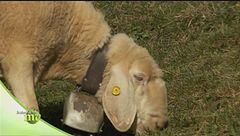 Puntata del 17 febbraio