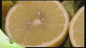 L'estrazione dell'olio essenziale