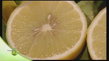 L'estrazione dell'olio essenziale