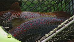 Una trota molto particolare