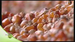 La coltivazione del granoturco