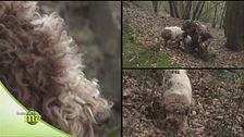 L'addestramento del cane da tartufo