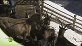 La capra della Val Passiria