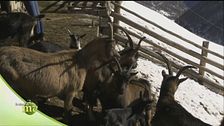 La capra della Val Passiria
