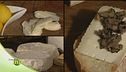 Le caratteristiche del latte di bufala