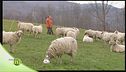 Le pecore frabosana