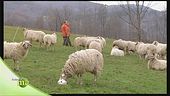 Le pecore frabosana