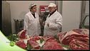 Razza bovina piemontese