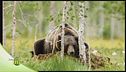 I predatori della Finlandia