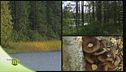 La vegetazione e gli uccelli del bosco