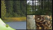La vegetazione e gli uccelli del bosco