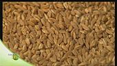 Il molino Colombo e la lavorazione dei cereali