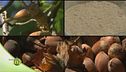 Terra di nocciole
