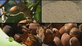 Terra di nocciole