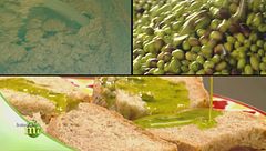 La produzione dell'olio