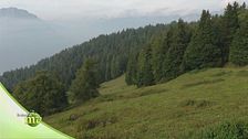 I tipi di bosco