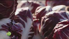 Radicchio di Verona IGP