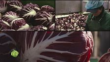 La produzione di radicchio