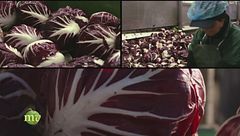 La produzione di radicchio