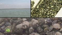 Puntata dell'8 dicembre