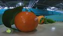 Il viaggio delle clementine dal campo alla tavola