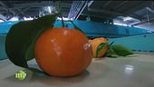 Il viaggio delle clementine dal campo alla tavola