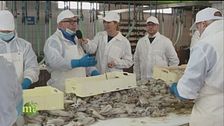 La lavorazione delle seppie