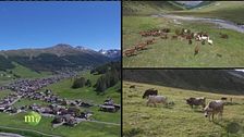 Feel the Alps