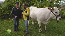 Il Bue grasso di Carrù