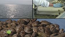 Agricoltori di mare