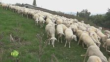 Un allevamento di pecore