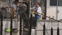 L'allevamento di cozze