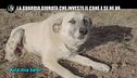 LA VARDERA: Investe un cane e non paga le cure perché è un randagio