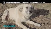 LA VARDERA: Investe un cane e non paga le cure perché è un randagio